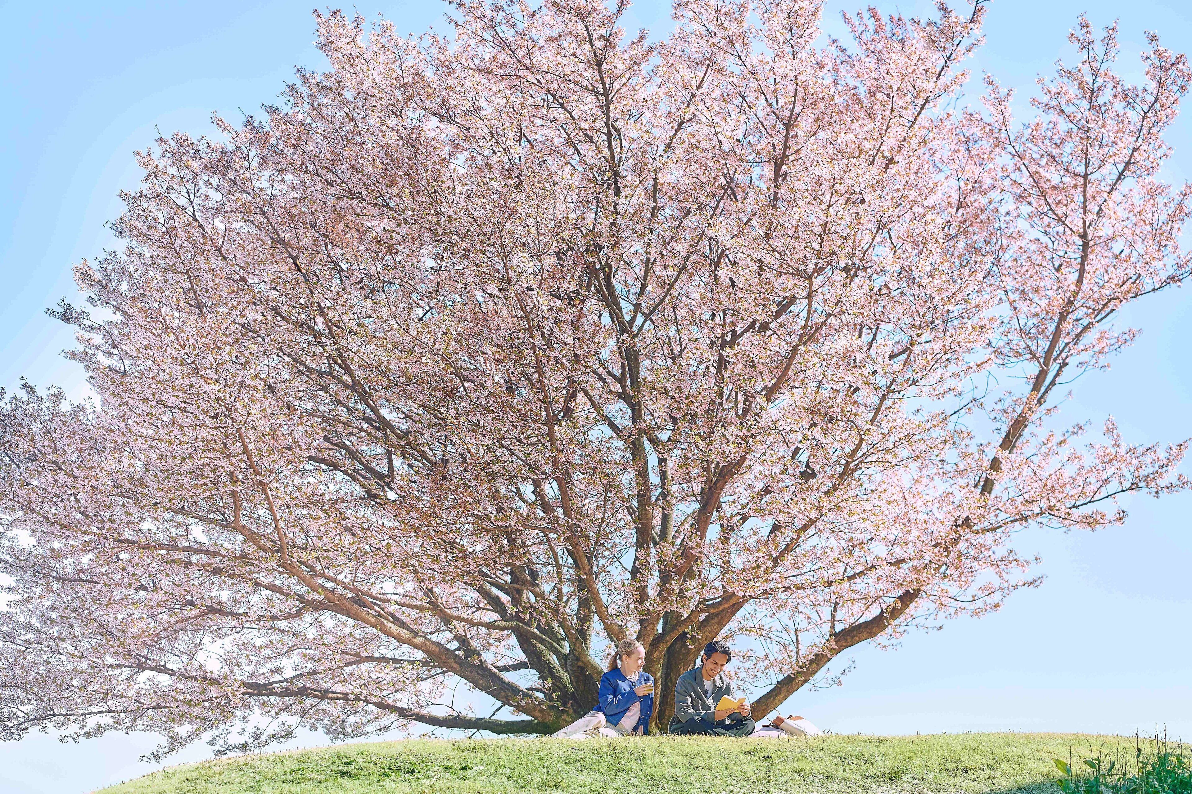 A large tree with pink blossoms, two people sitting under it, and a grassy hill in the background.