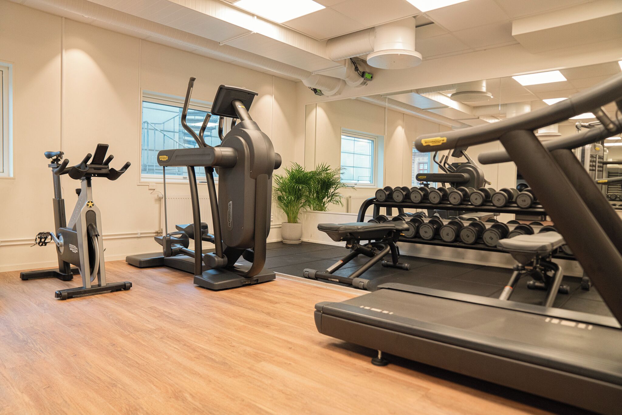Un gimnasio con máquinas de cardio, mancuernas y una planta en maceta.