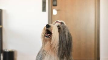 Un perro en un pasillo con una puerta de madera y un cubo de basura.