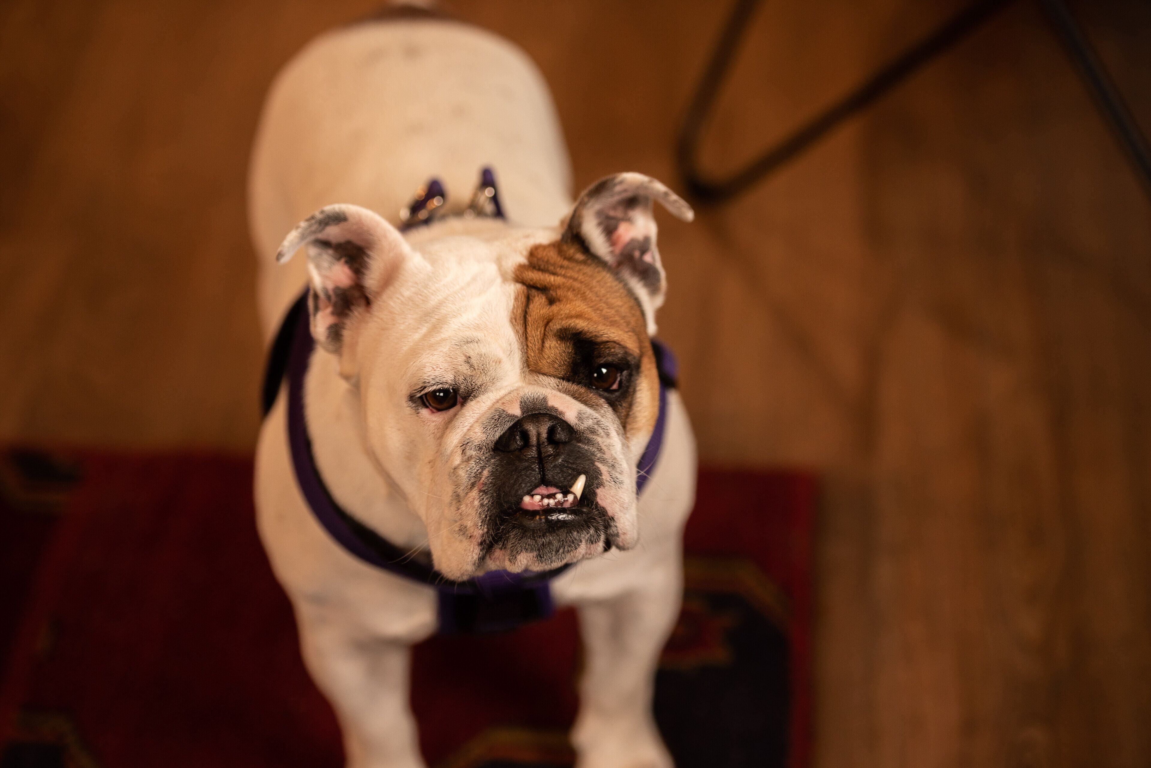 Foto - Loyal Duke Lodge