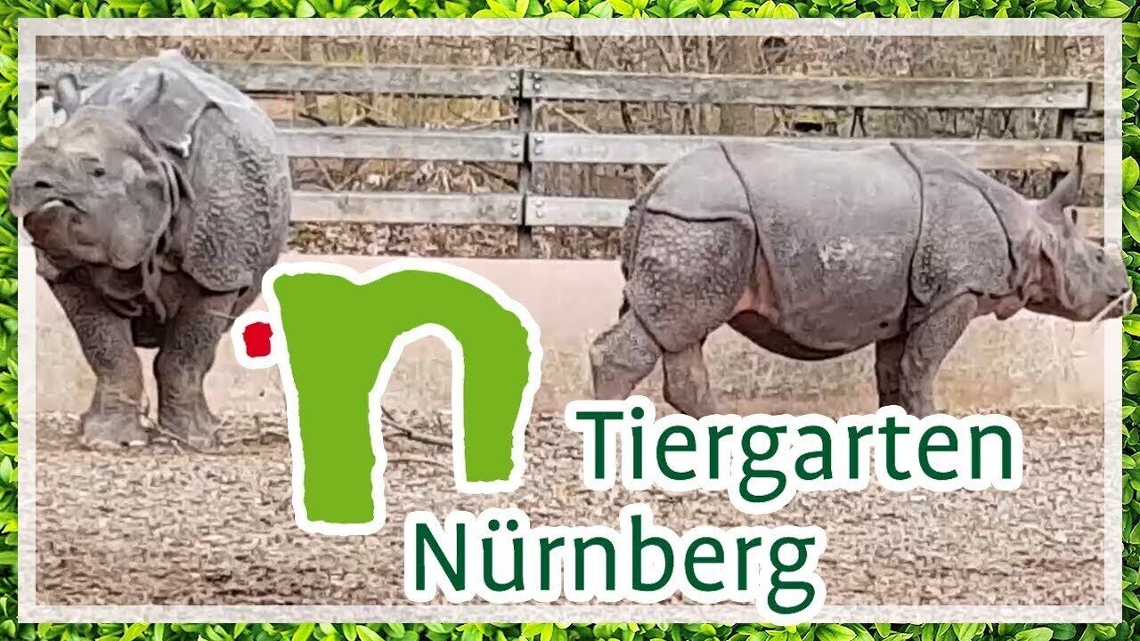 Zwei Nashörner in einem Gehege mit einem Holzzaun im Hintergrund.