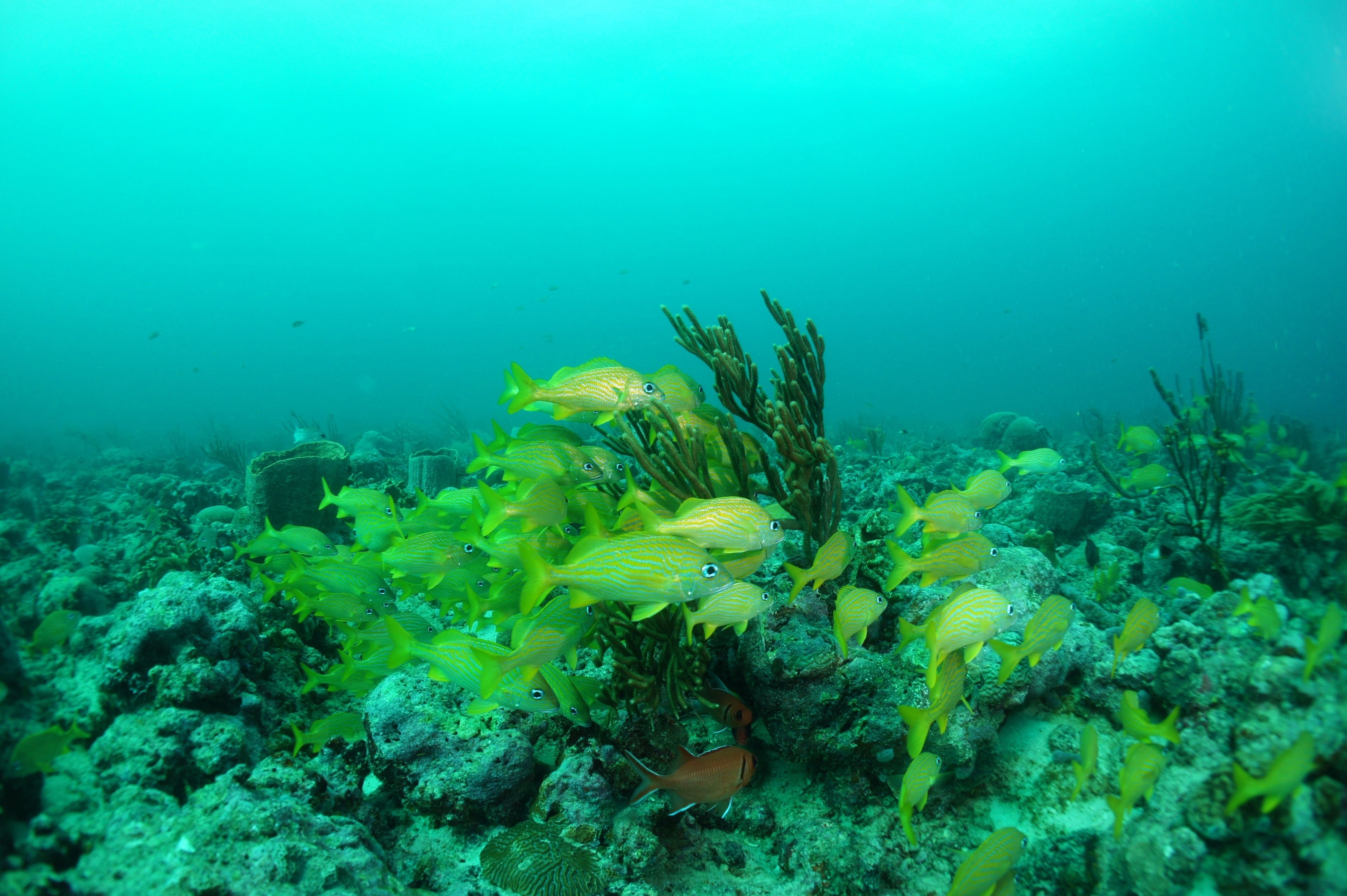 An underwater scene with various fish and coral formations.