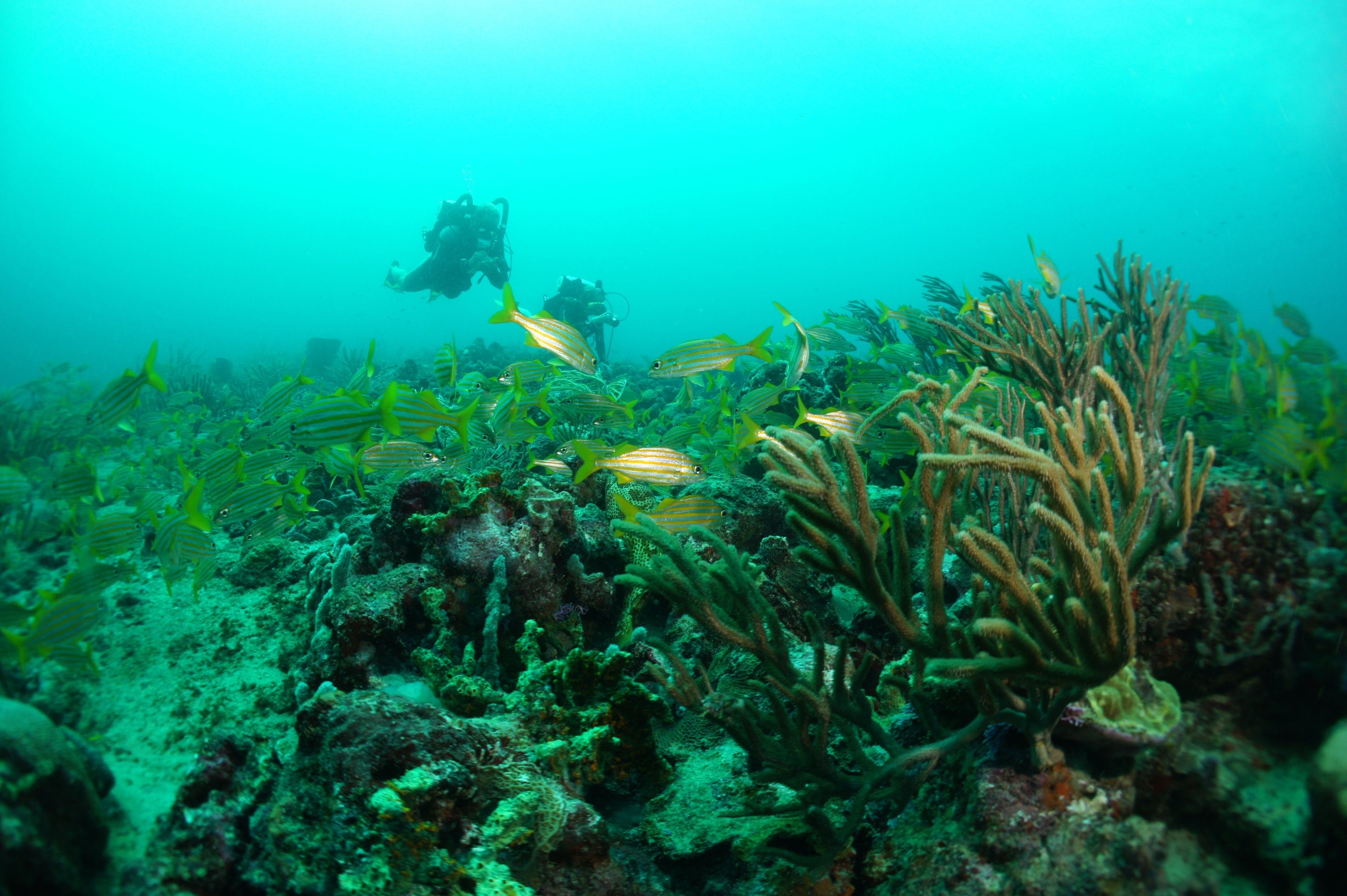 An underwater scene with coral formations and fish.
