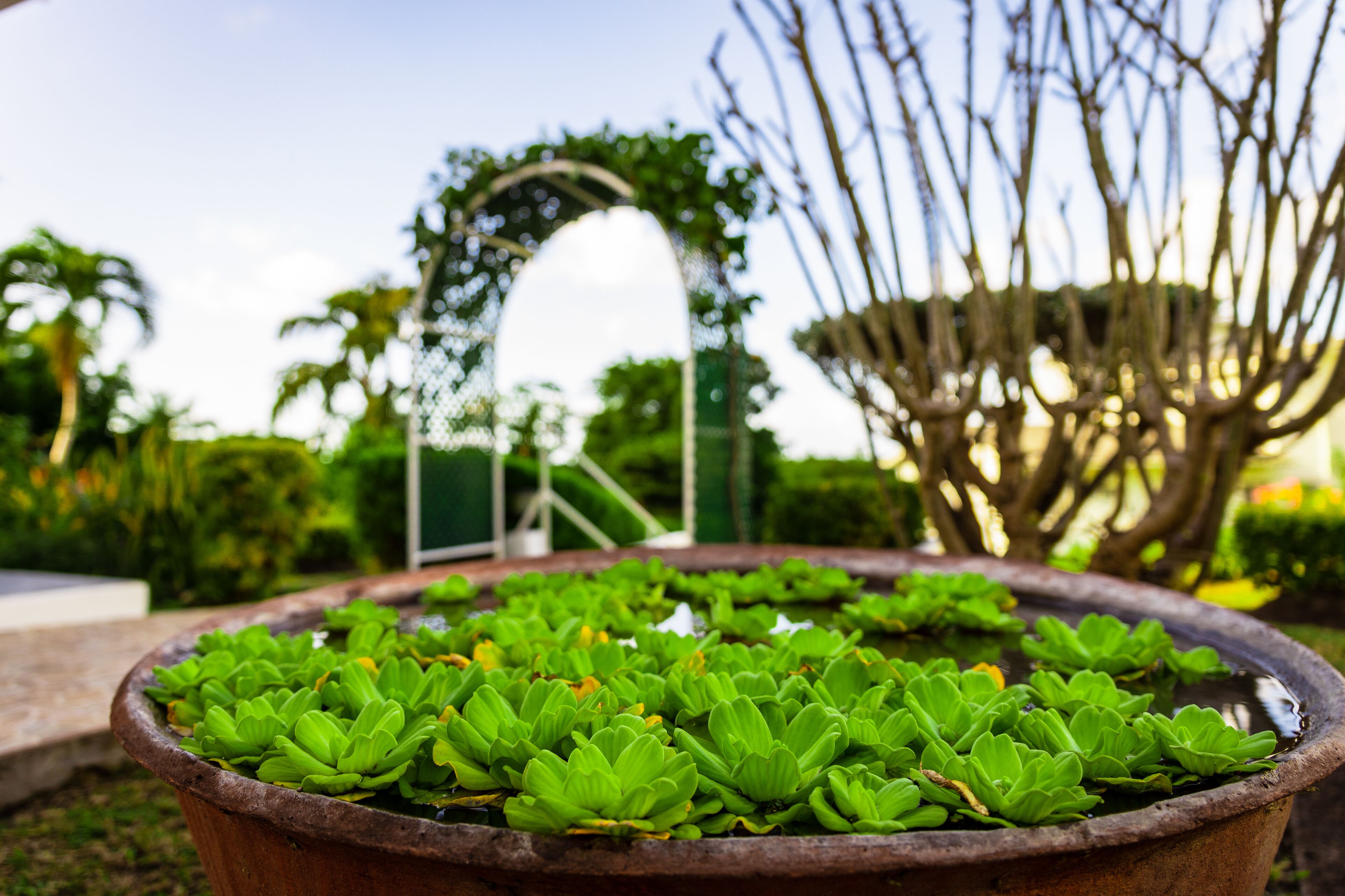 Una planta en maceta con follaje verde en un jardín.