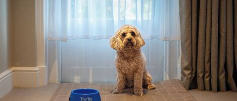 Een hond zit op een mat met een blauwe kom met de tekst 'The Ro' ervoor, voor een raam met dunne gordijnen.