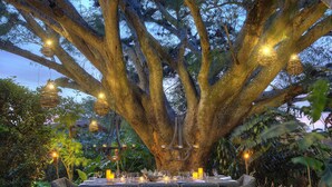 An outdoor dining area with a large tree, wicker furniture, and string lights. - Alta Las Palomas Hotel  (Santa Ana)