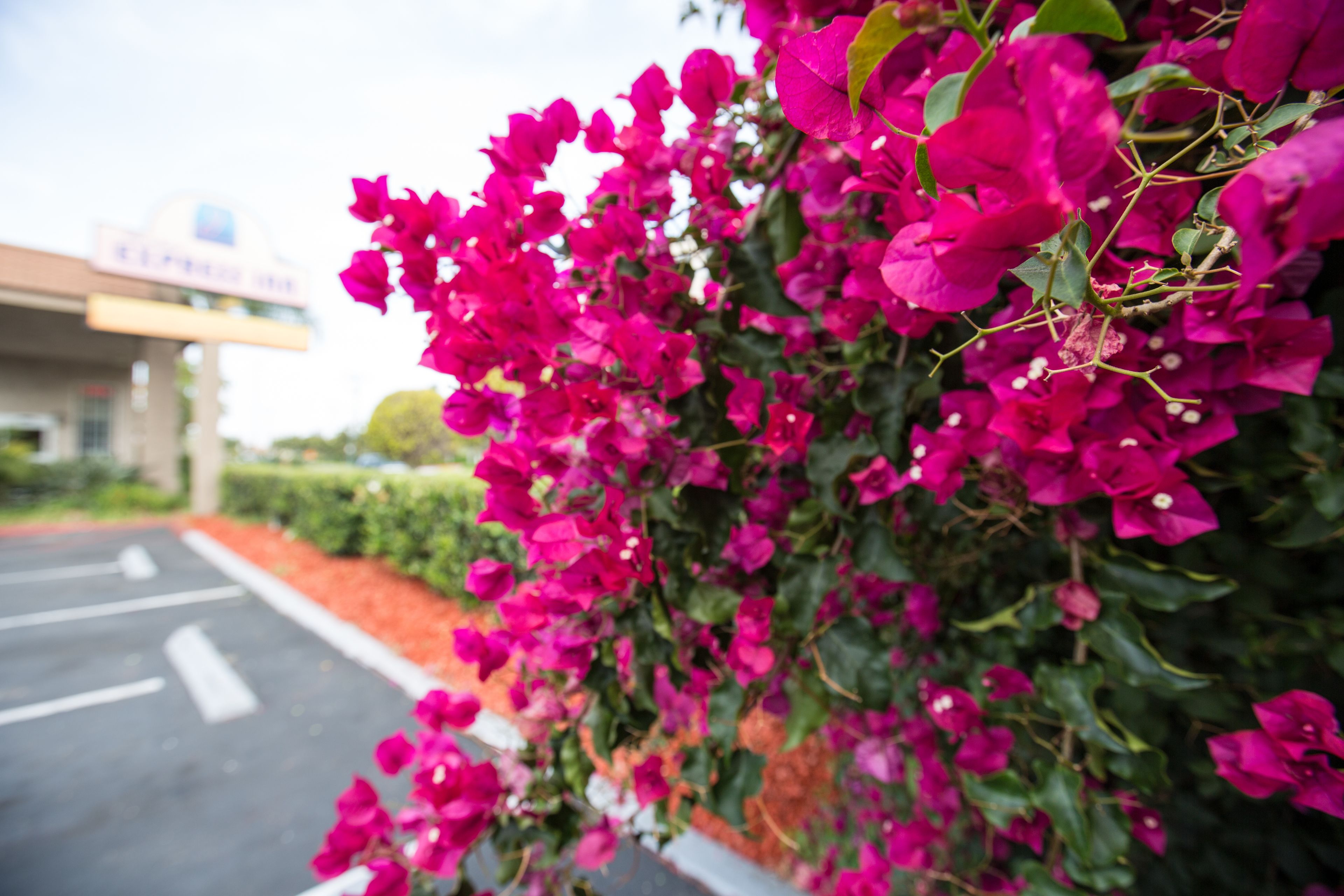 Foto - Queens Inn Anaheim