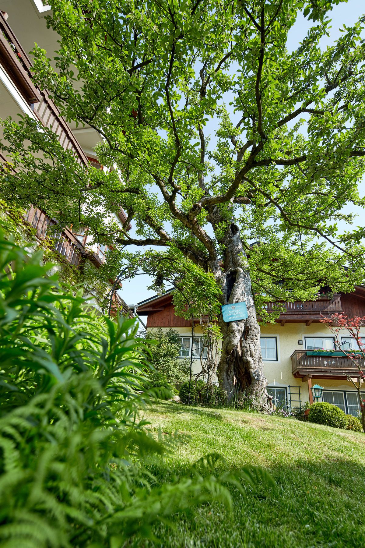 A tree with a sign in front of a building with balconies and windows.