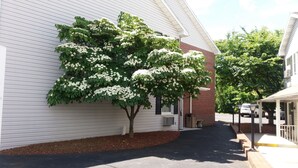 A building with a tree in front of it. - Inn at Cemetery Hill (Gettysburg)
