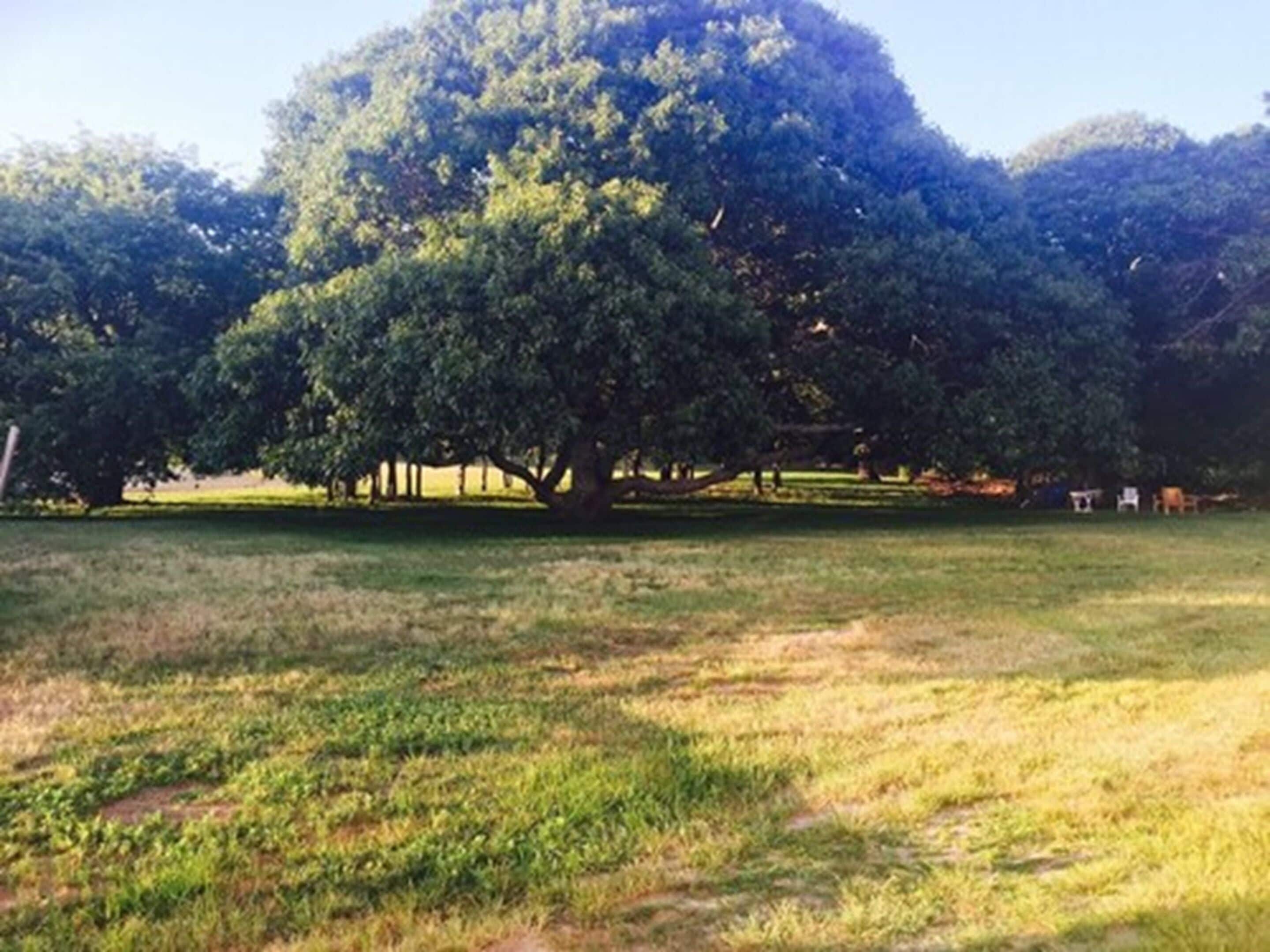 A large tree in a grassy field with a clear sky.