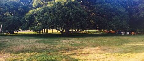 A large tree in a grassy field with a clear sky.
