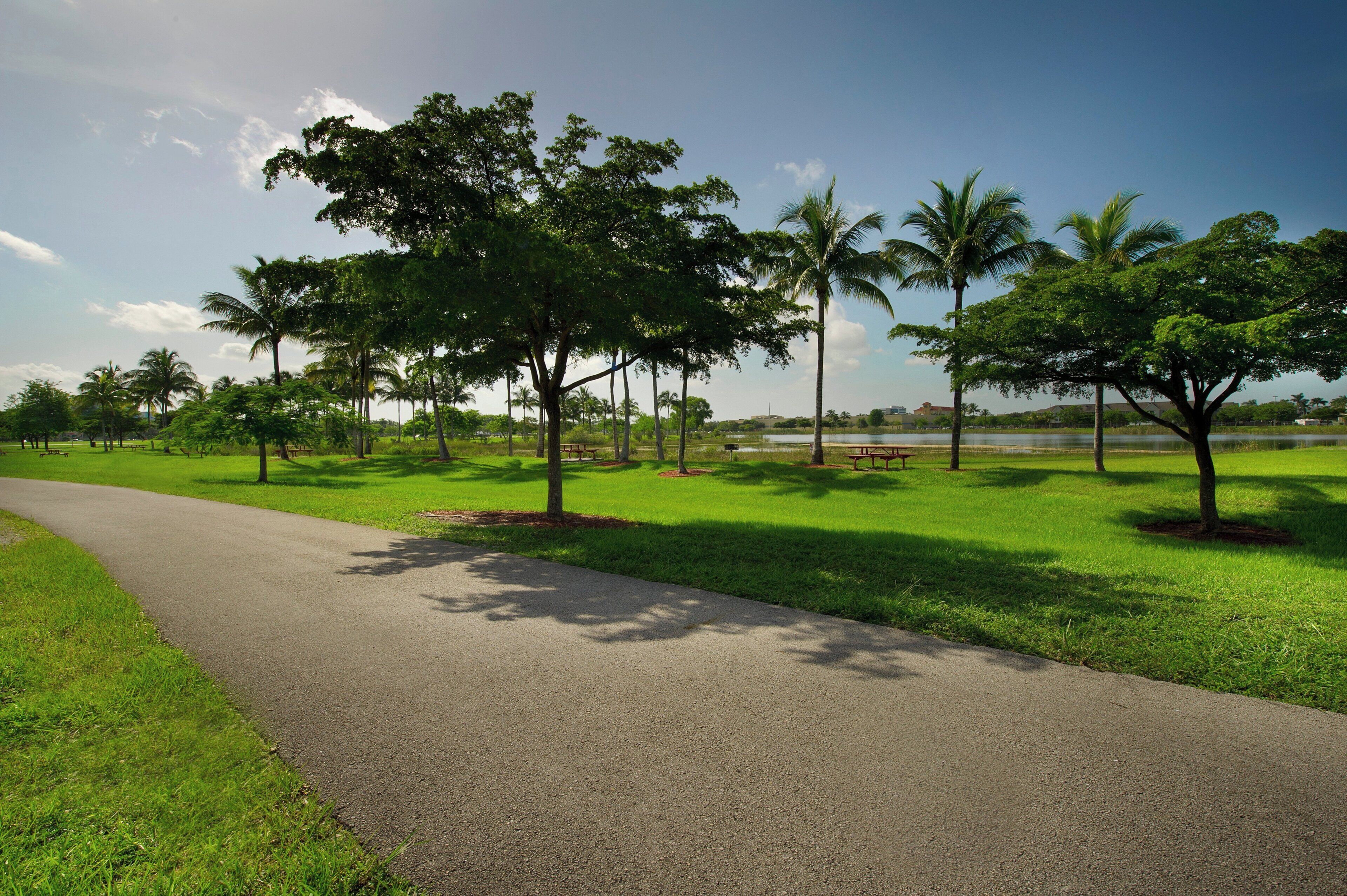 A paved pathway in a park with trees and benches.