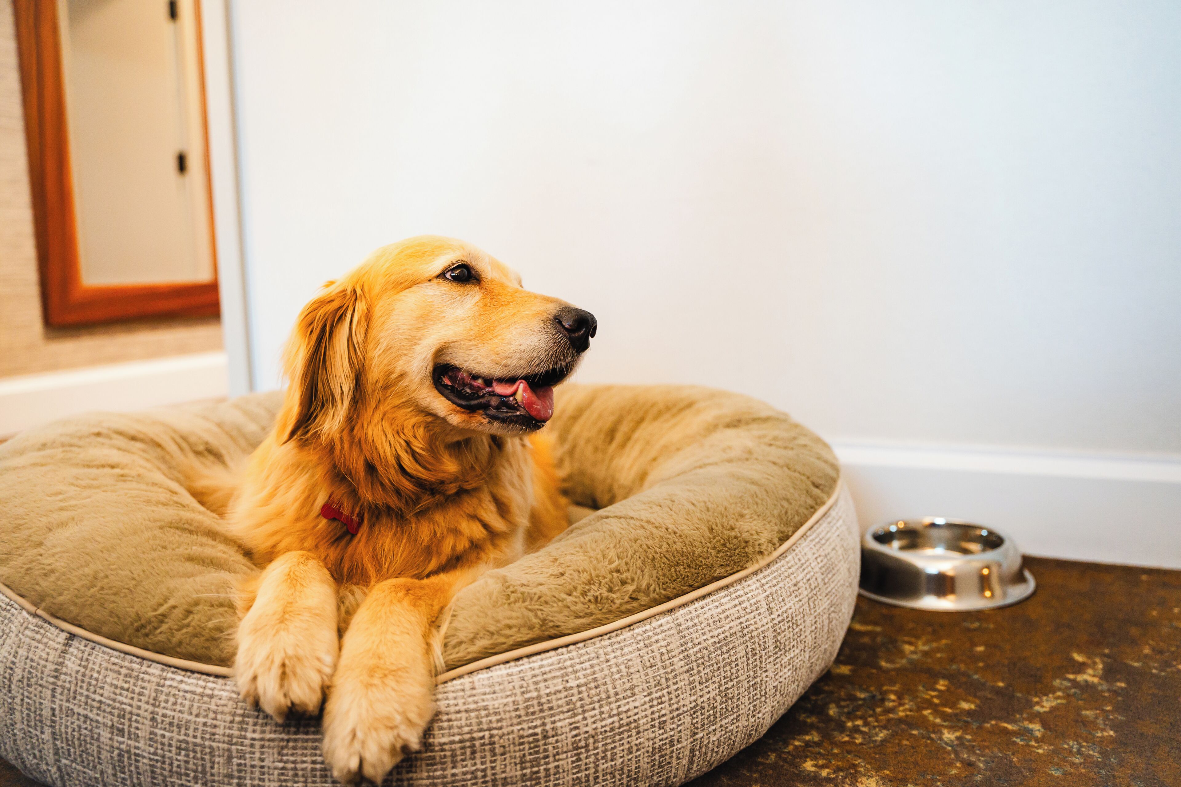 Un perro en una cama para mascotas con un cuenco metálico para comida.