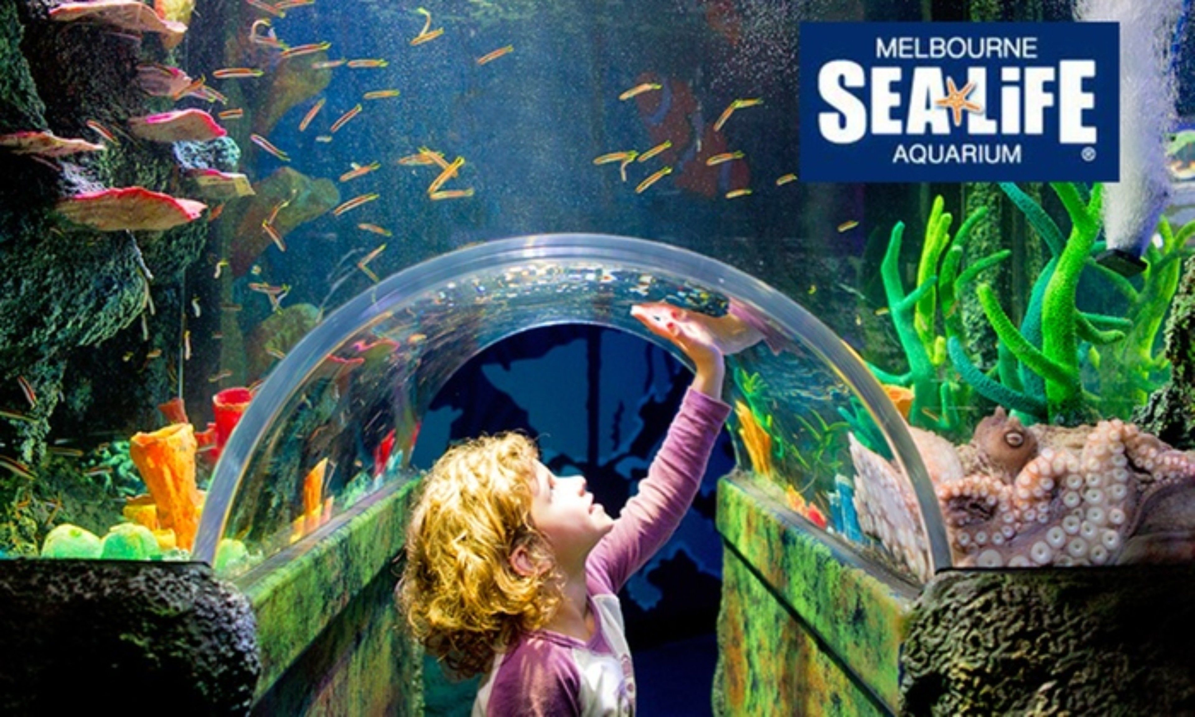 A child looking through an aquarium tunnel at various marine life.