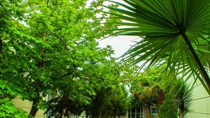 Un exuberante jardín con diversos árboles y un edificio al fondo.
