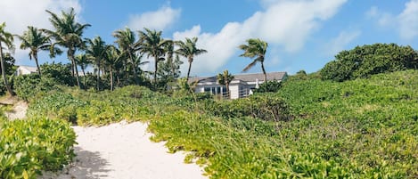 A sandy path leading to a building surrounded by palm trees and greenery.
