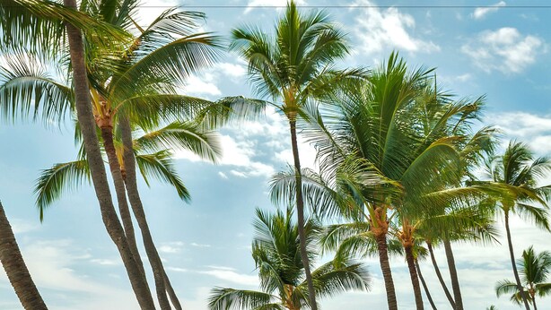 A beach with palm trees, a rocky shoreline, and a grassy area.