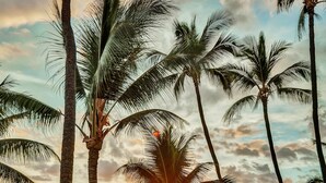 A sunset view with palm trees and a stone bench by the water.