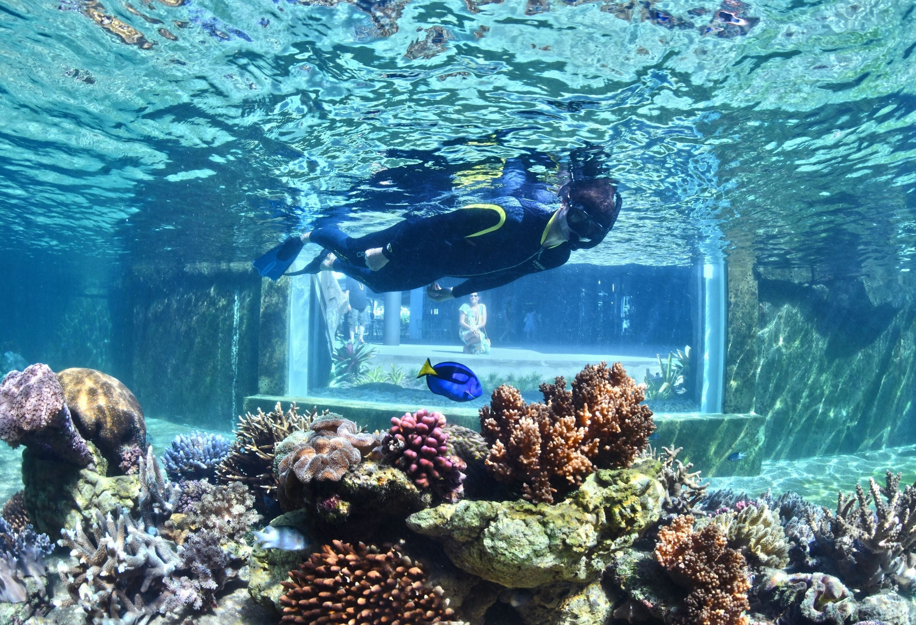 Immagine subacquea di un sub in una piscina con diversi coralli e un pesce.