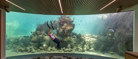 An underwater aquarium with a diver swimming among fish and coral.