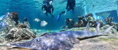 Escena submarina con buzos, una raya y varios peces.