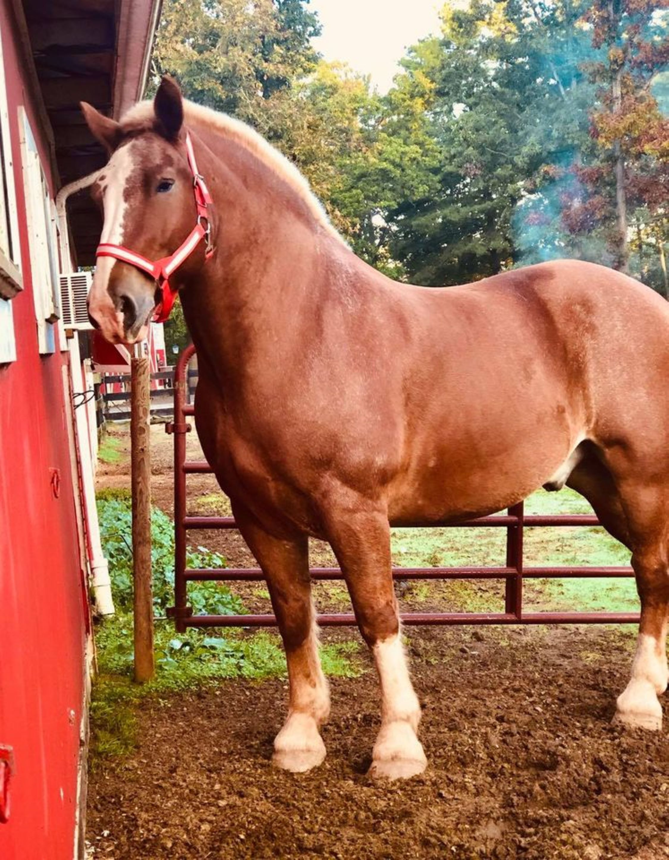 A horse standing in a stable with a red exterior and a metal gate.