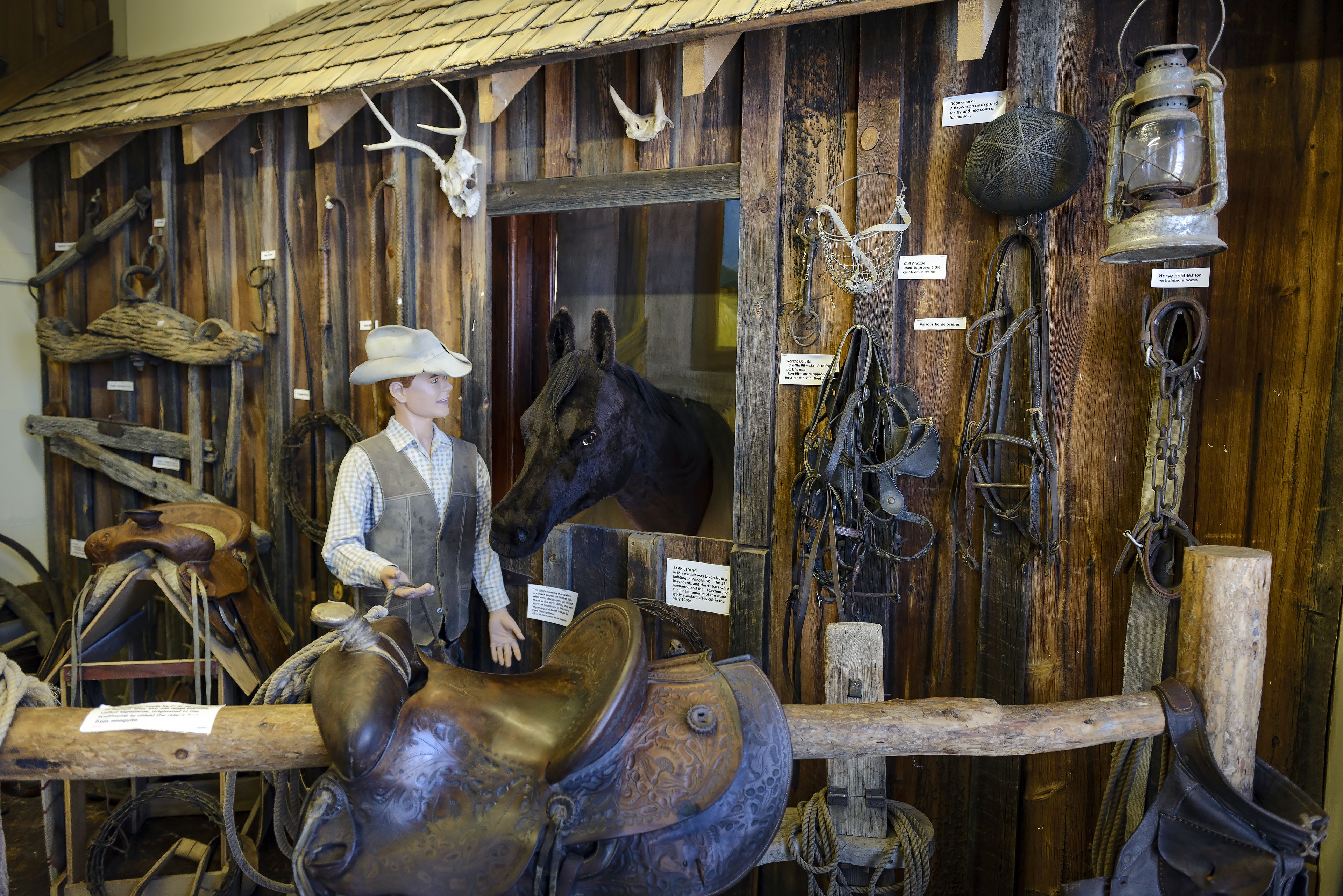 Une exposition de musée présentant une statue d’un cow-boy à cheval, ainsi que divers objets historiques, tels que des selles, des brides et une lanterne.