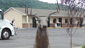 A deer statue on a wooden fence with a 'No Hunting' sign. - Super 8 by Wyndham Mifflinville Near Bloomsburg (Mifflinville)