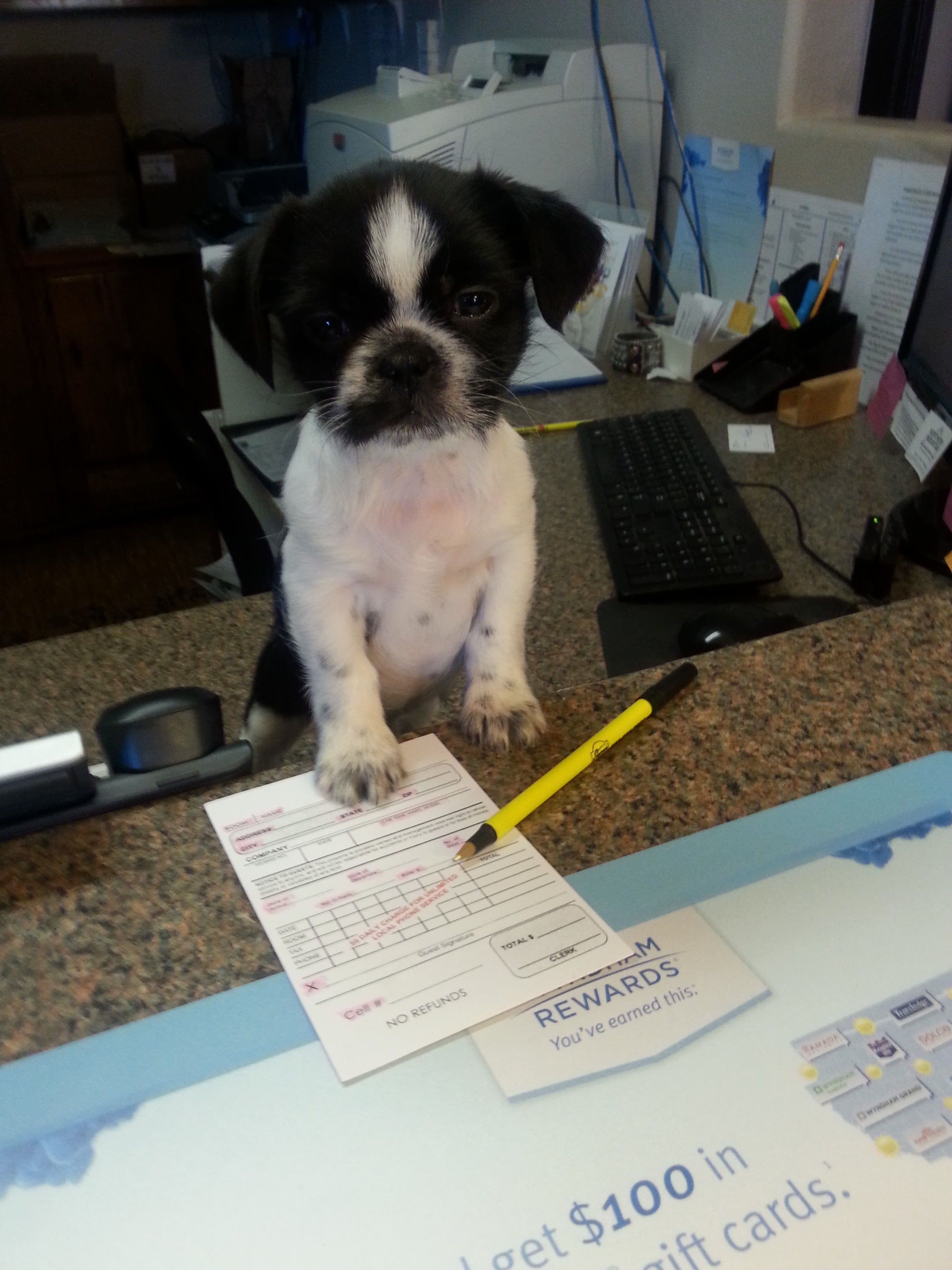 A puppy sitting on a desk with a computer, papers, and a pencil.