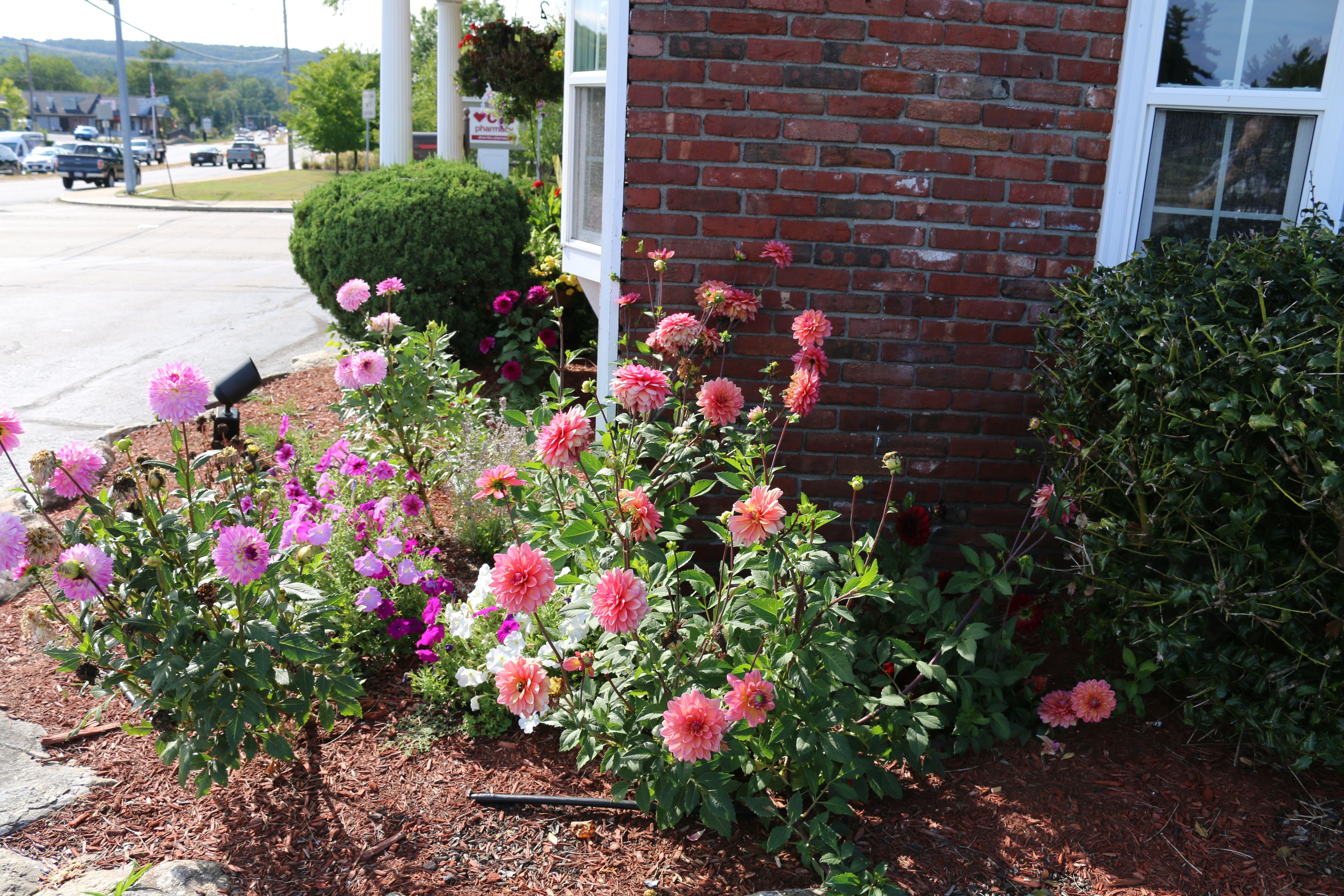 A garden with pink and white flowers in front of a brick building.