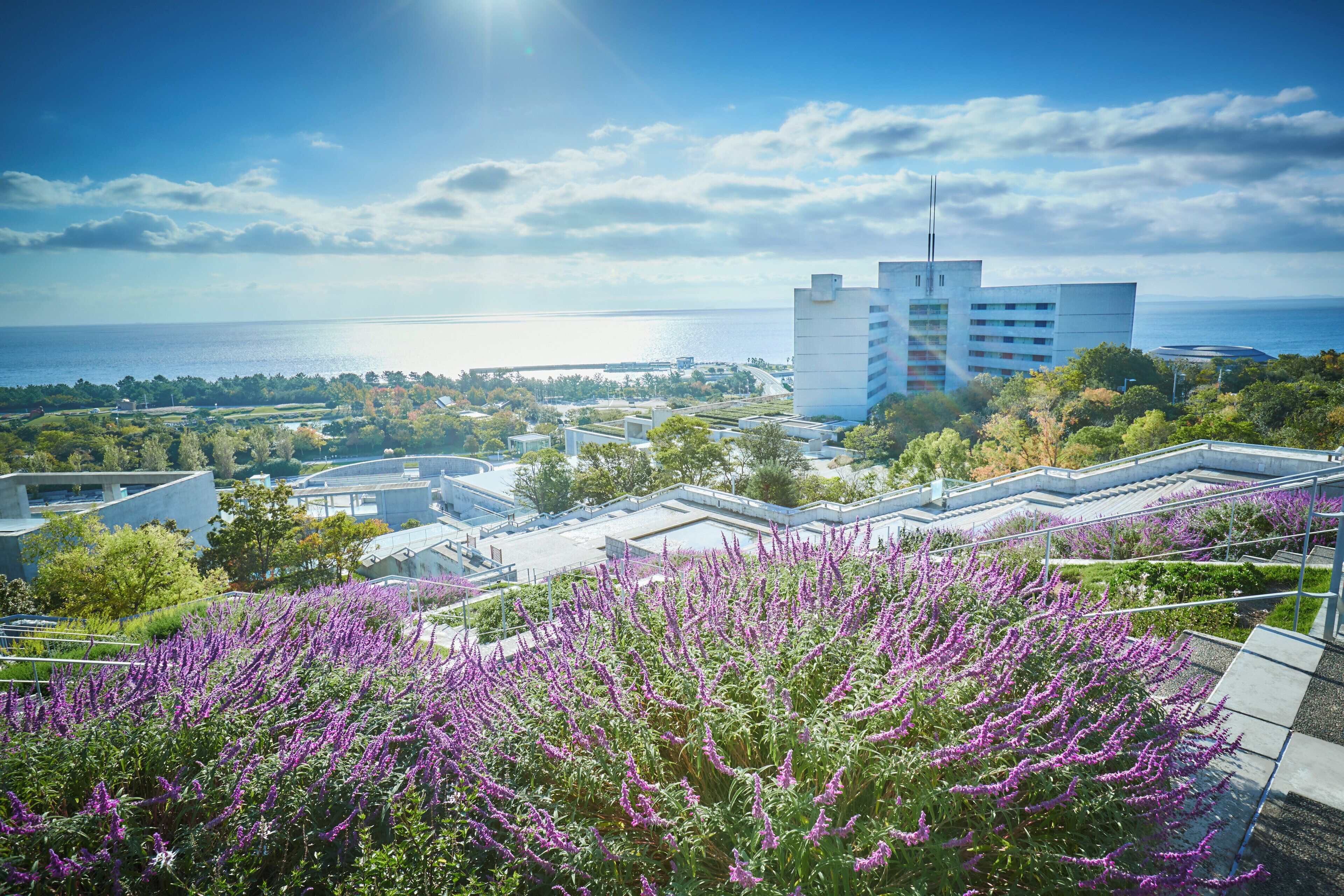Vista costera con edificios modernos, cielo despejado y flores moradas en primer plano.