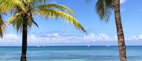 Une plage avec une eau d’un bleu limpide, des palmiers et des rangées de chaises de plage.