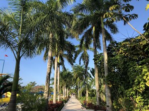 A pathway lined with tall palm trees and lush greenery, leading to a building with a blue roof.