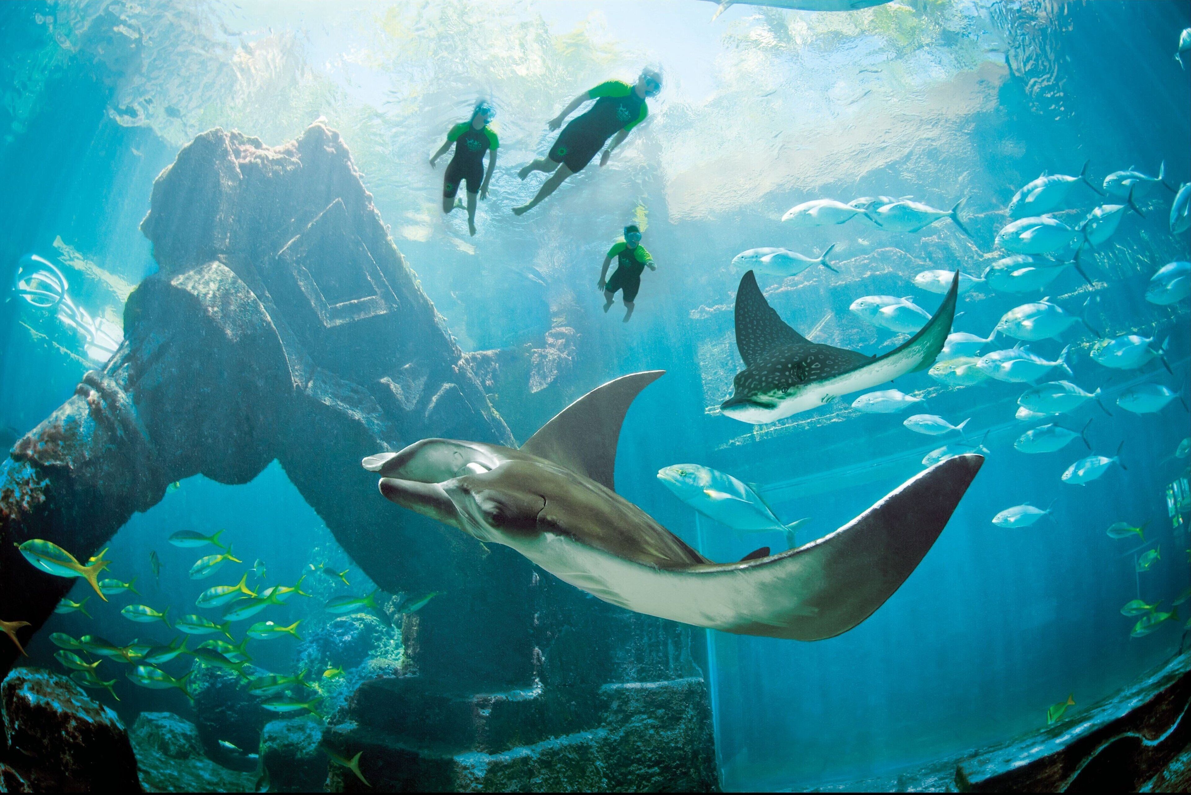 Une scène sous-marine avec des plongeurs et un requin nageant près d’une grande formation rocheuse.
