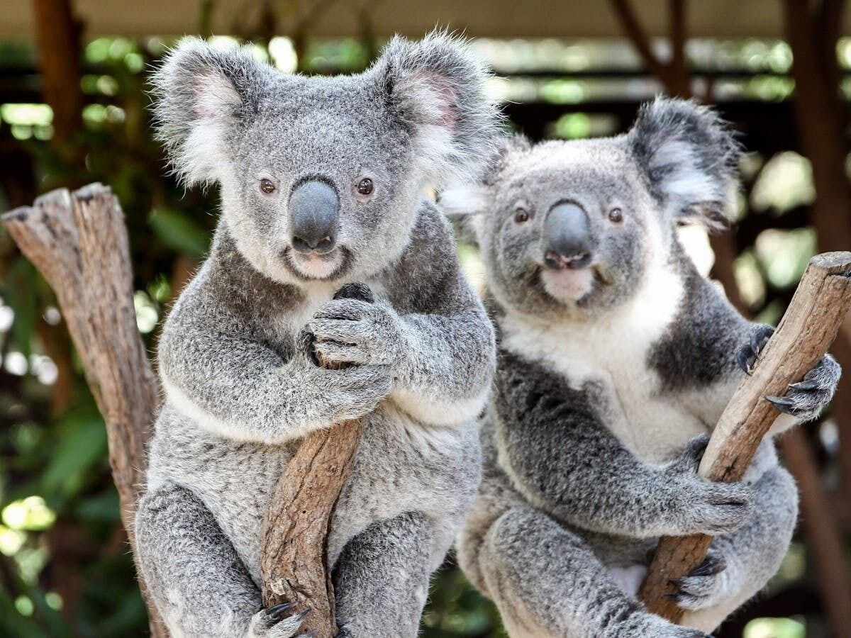Two koalas sitting on branches.