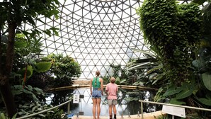 A greenhouse with a glass dome ceiling, surrounded by various tropical plants and a water feature.