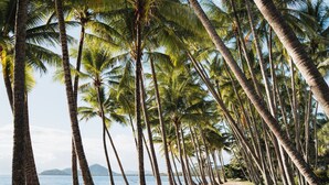 Ein Strand, gesäumt von hohen Palmen.