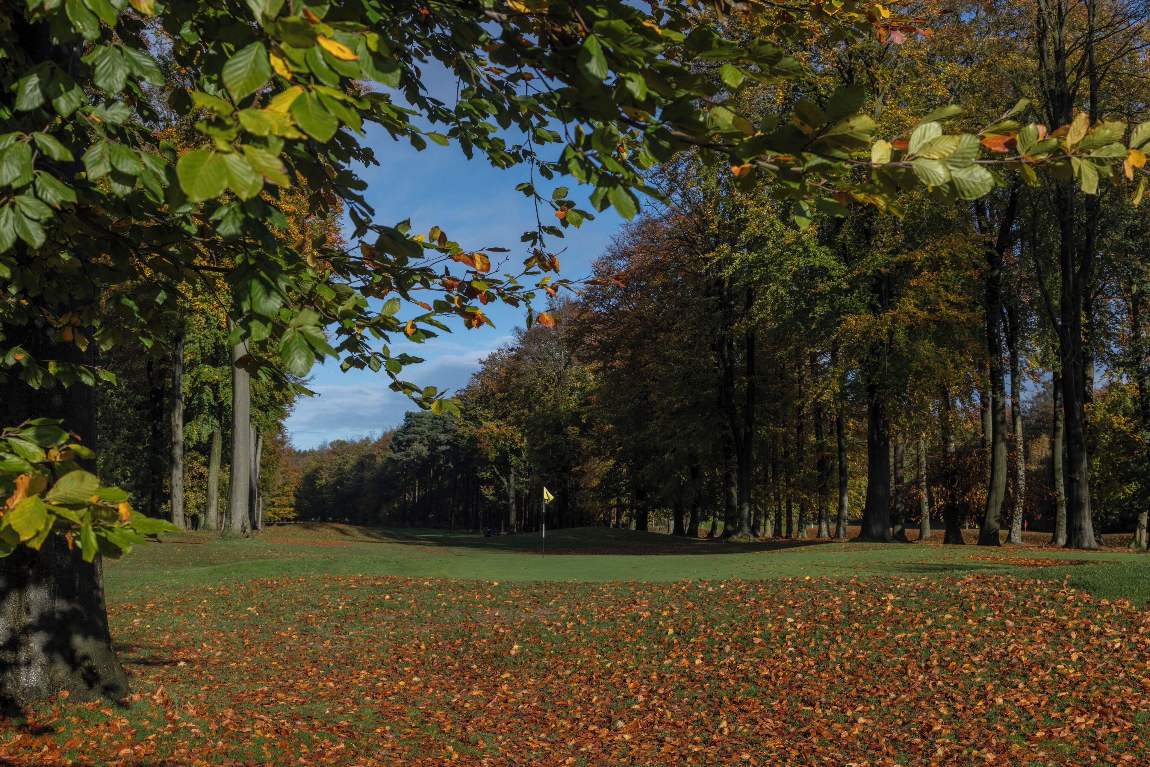 A golf course with a flagstick in the center, surrounded by trees and a grassy area with fallen leaves.