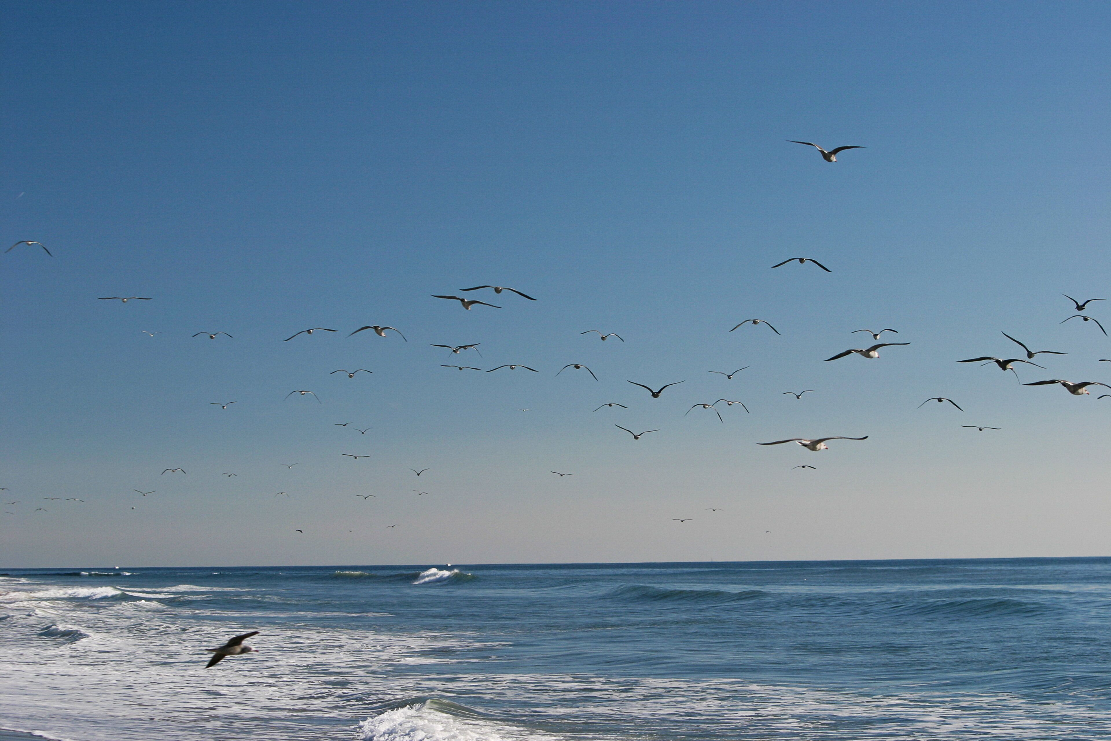 Photo - Holiday Inn Express & Suites Carpinteria by IHG