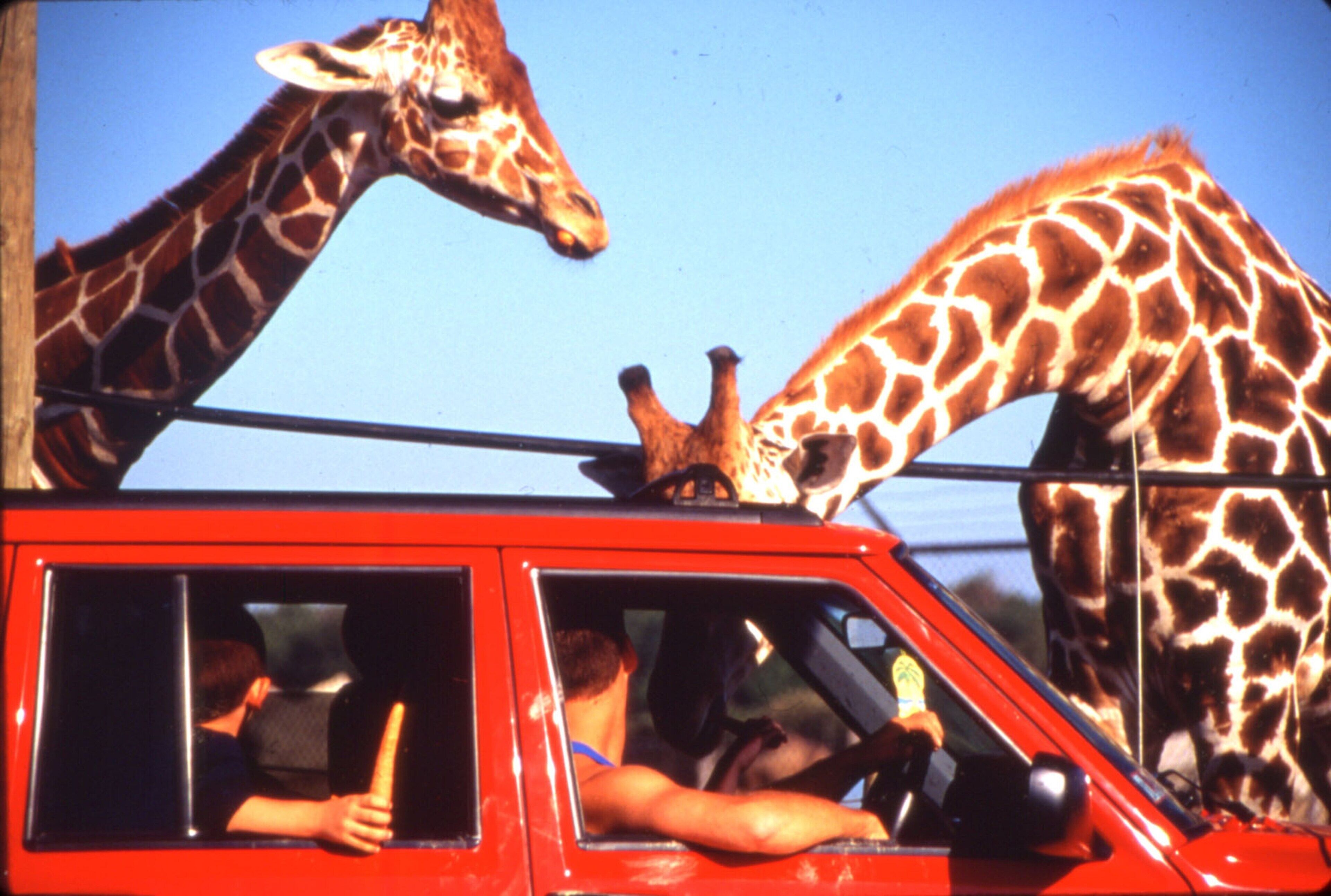 Een rood voertuig met twee giraffen op het dak, en twee personen in het voertuig.