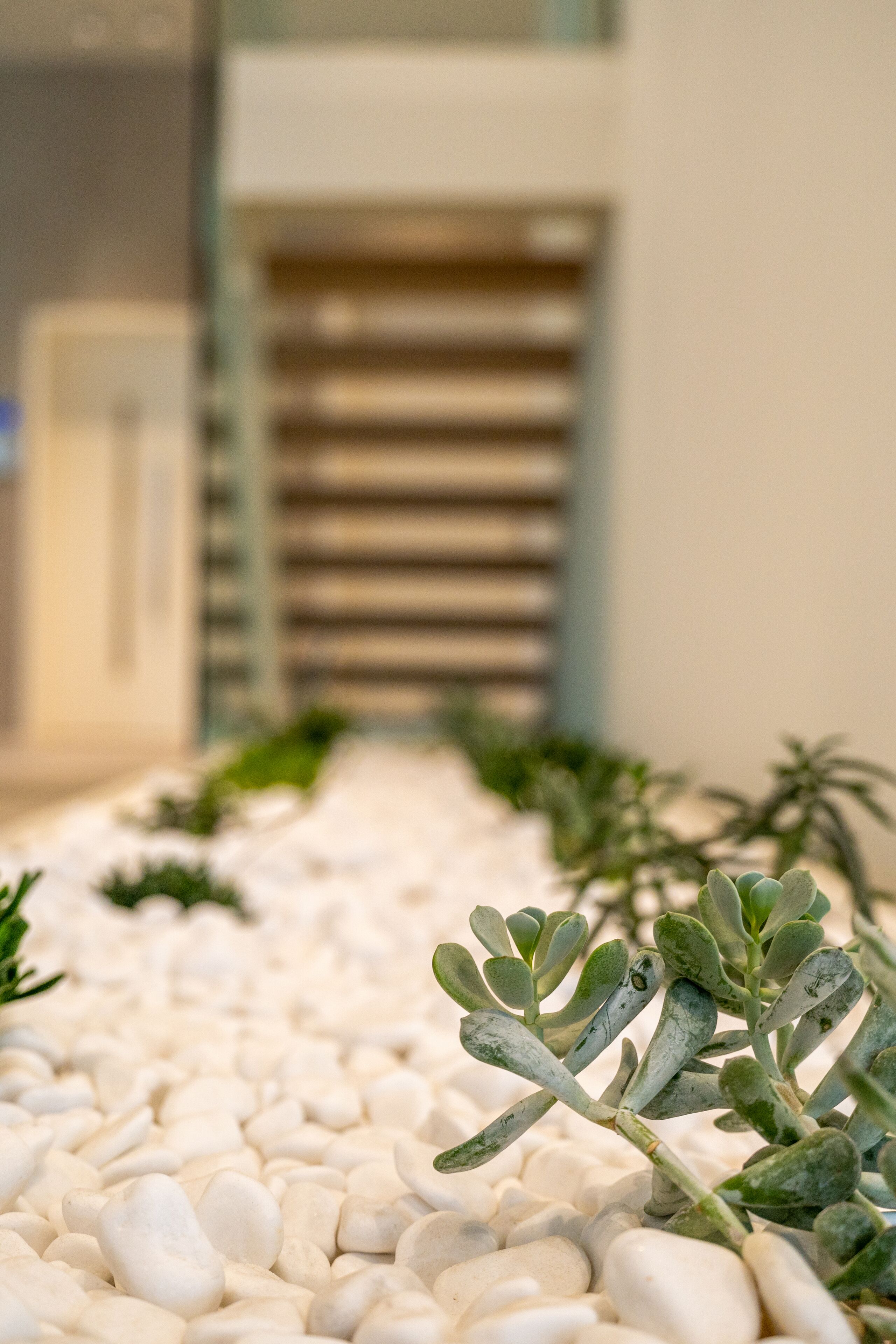 A pathway lined with white pebbles and green plants, leading towards a building with a modern design.