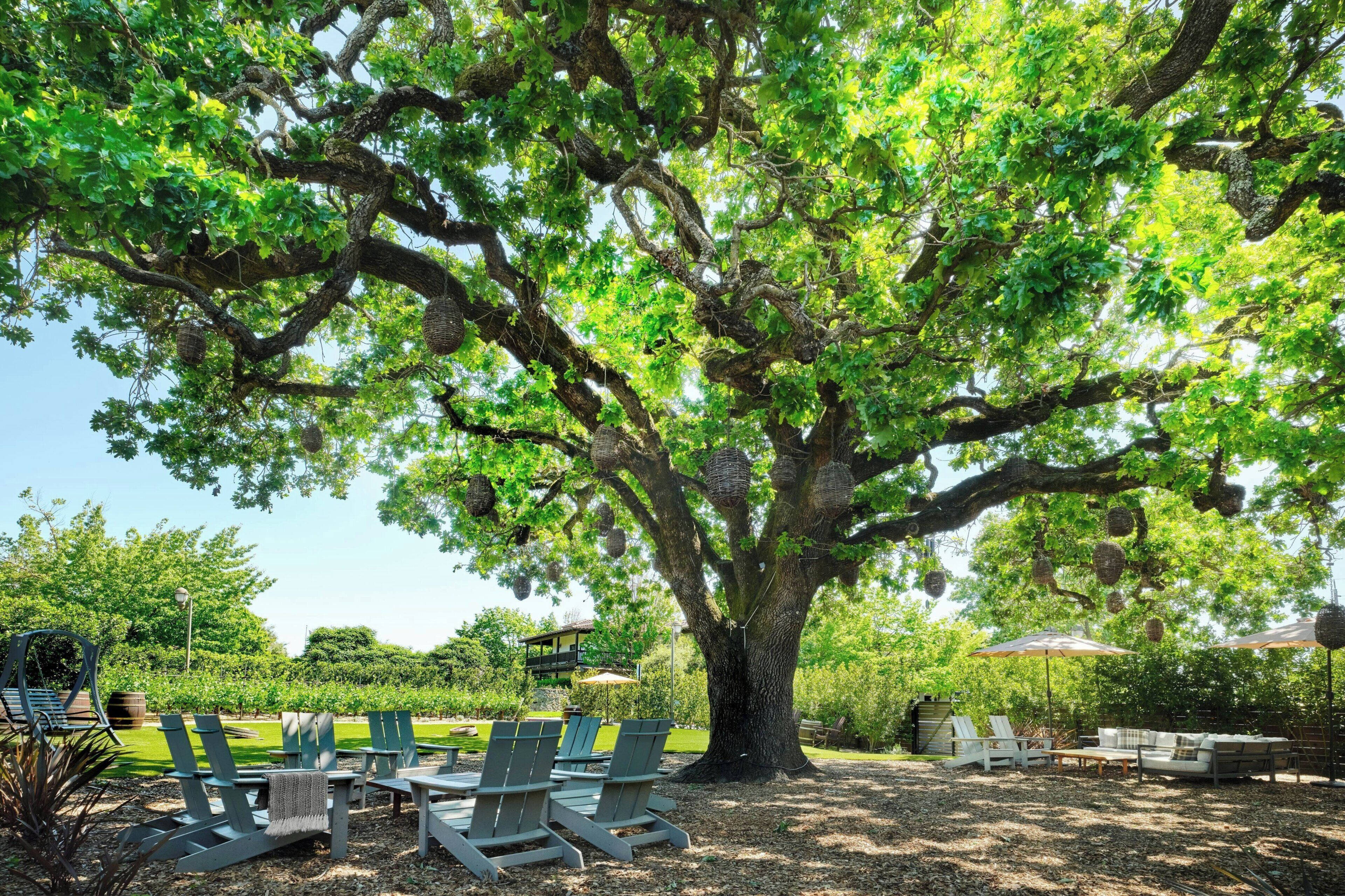 A large tree with hanging baskets, outdoor seating with chairs and tables, and a small building in the background.