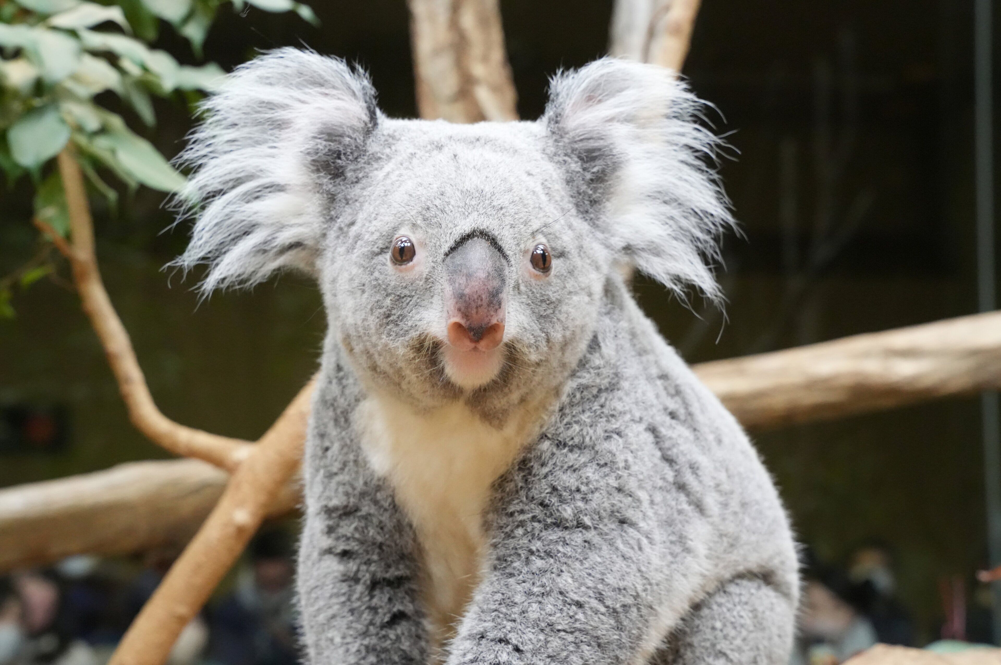 Un koala de pelaje gris y orejas grandes, sentado en una rama.