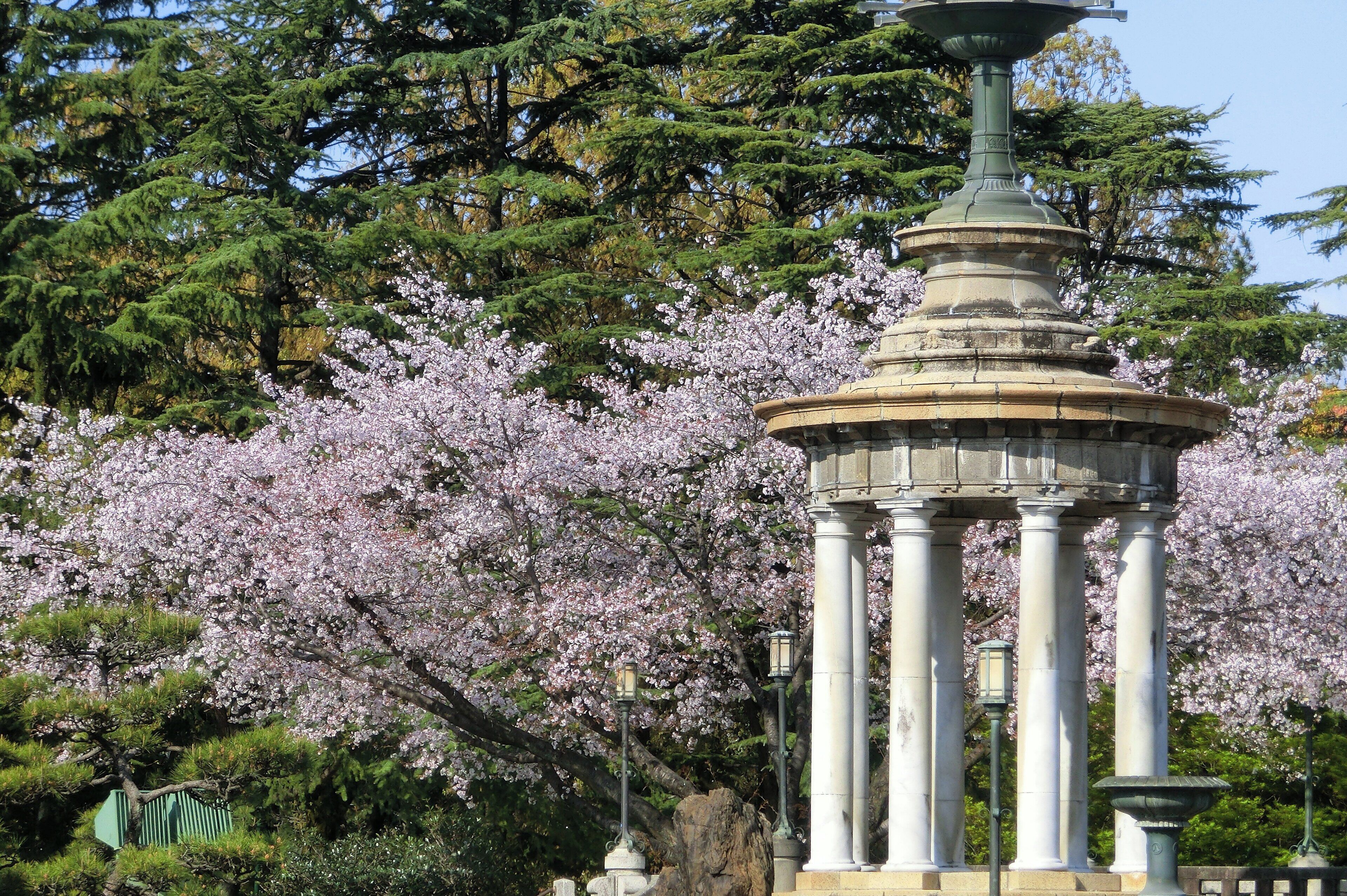 A gazebo with columns, surrounded by cherry blossoms and evergreen trees.