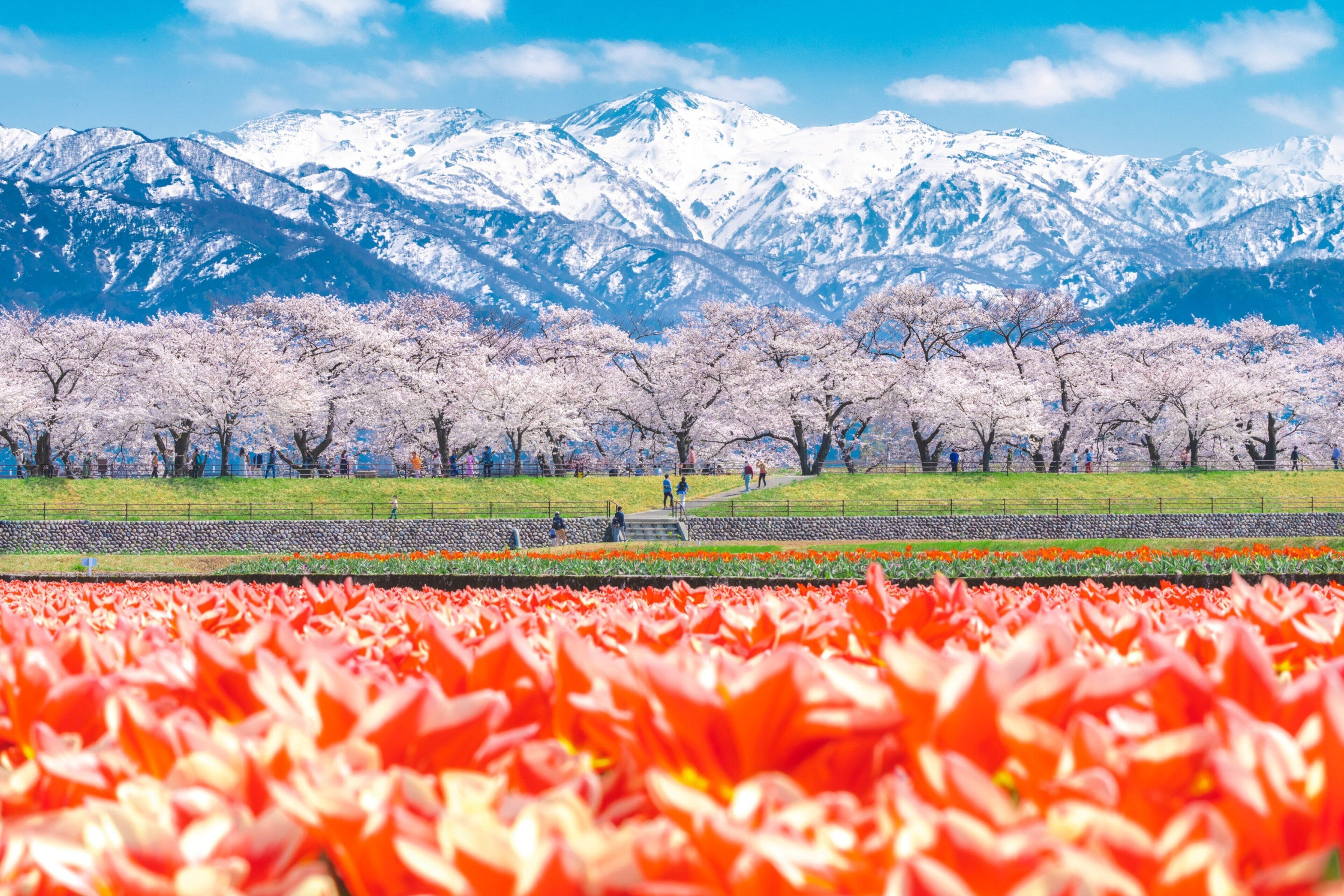 A park with cherry blossoms and a mountain range in the background.