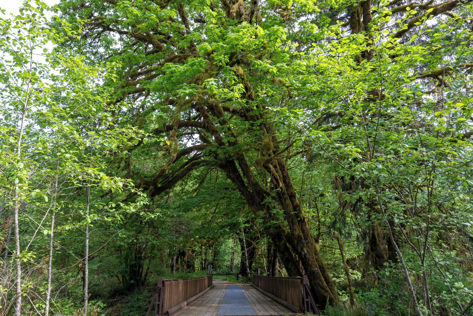 A wooden bridge in a forest with dense green foliage overhead.