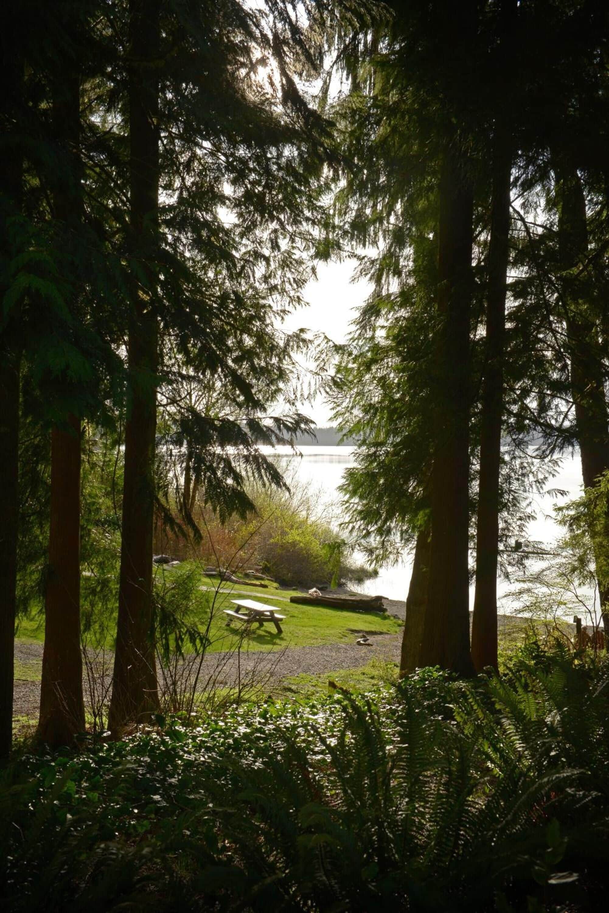 A serene lakeside setting with tall trees, a picnic table, and a grassy area.