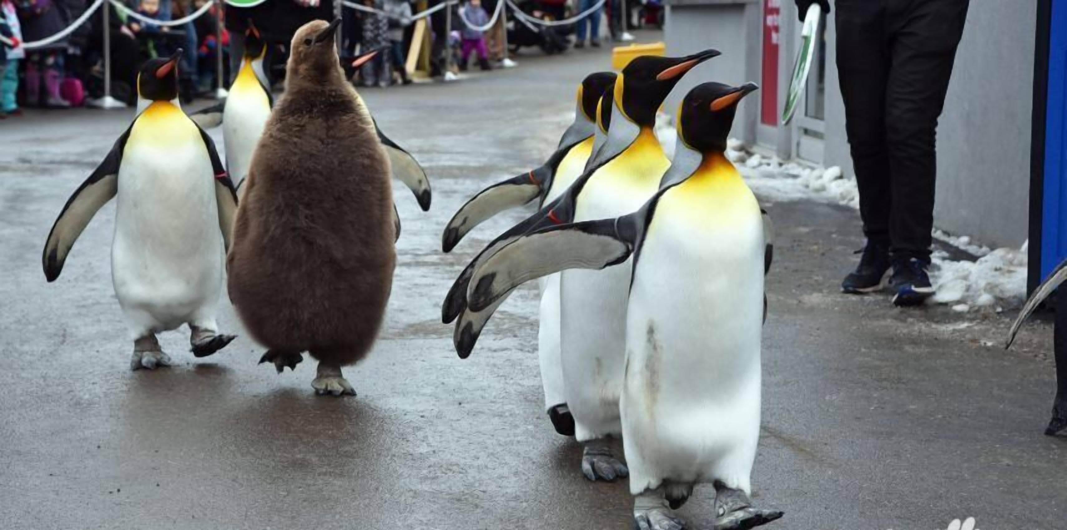 Foto - Comfort Inn & Suites South