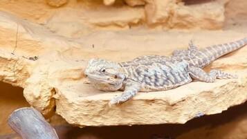 A bearded dragon on a wooden branch in a terrarium with a rocky background.