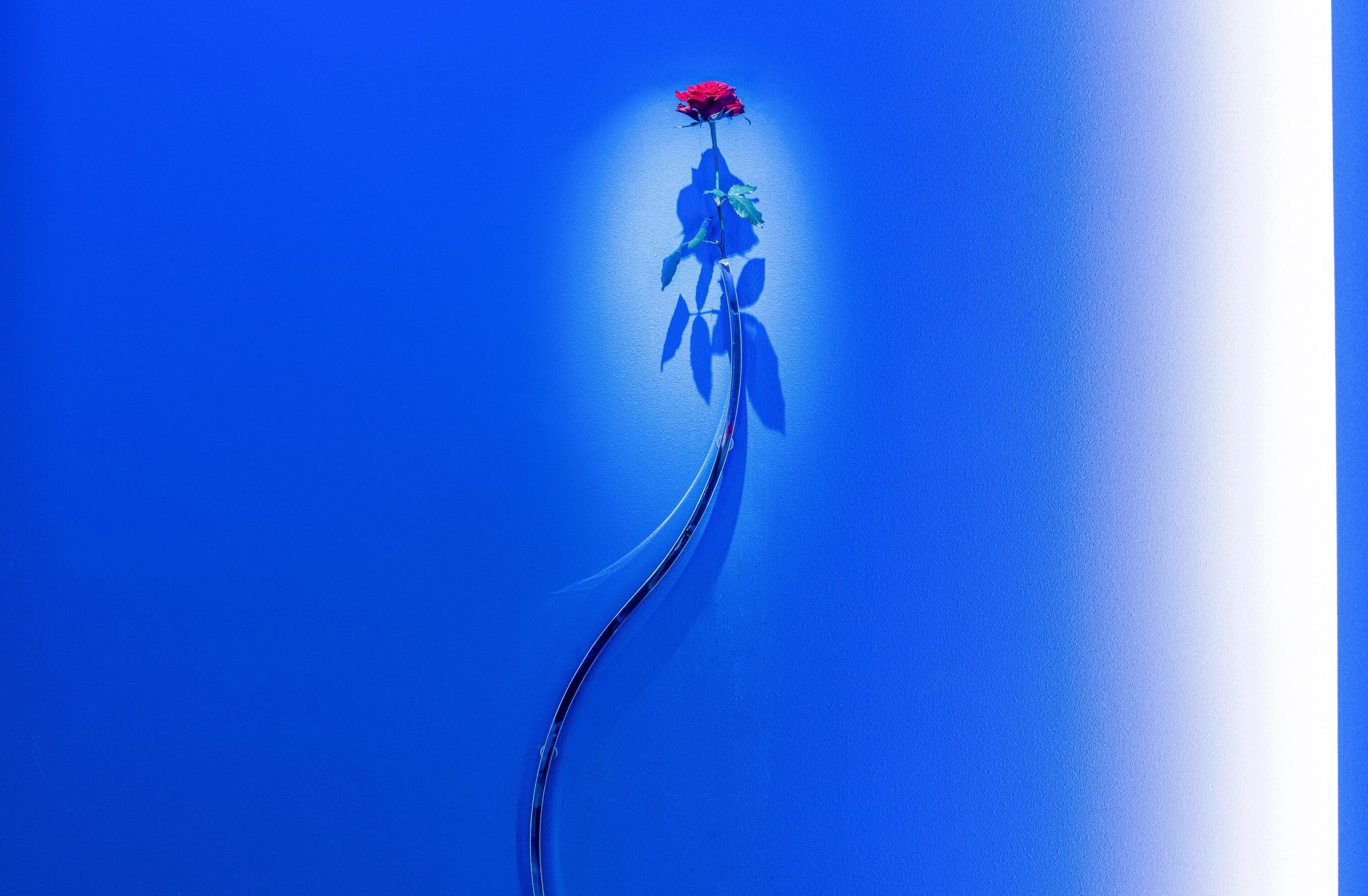 Una rosa roja sobre fondo azul.